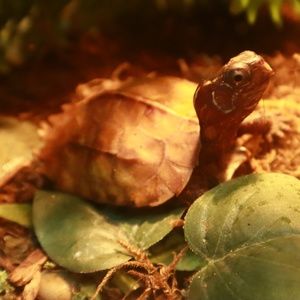 Meet your Posher, Rodrigo